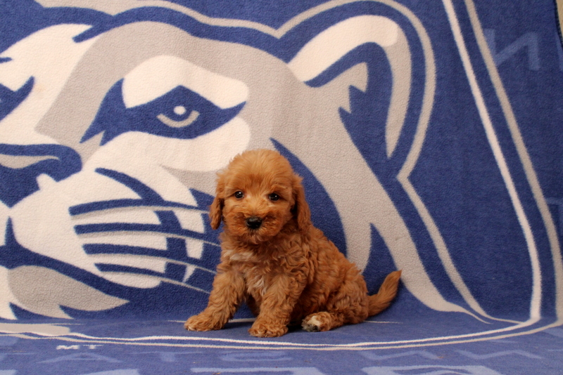 puppy, for, sale, Mini Goldendoodle F2B, Matthew B. Stoltzfus, dog, breeder, Gap, PA, dog-breeder, puppy-for-sale, forsale, nearby, find, puppyfind, locator, puppylocator, aca